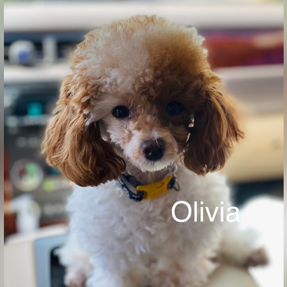 Meet the cute poodles! - Picture 5 of 8